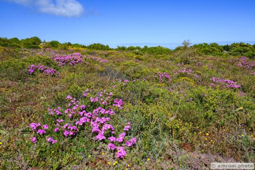 2023 amrum.photo 0006