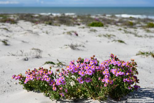 2023 amrum.photo 0025