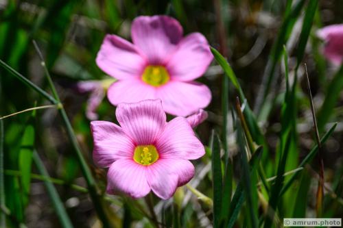 2023 amrum.photo 0044