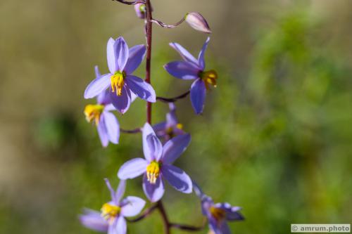 2023 amrum.photo 0059