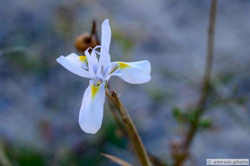 2023 amrum.photo 0074