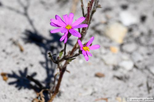 2023 amrum.photo 0127