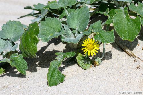 2023 amrum.photo 0141