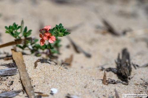 2023 amrum.photo 0147