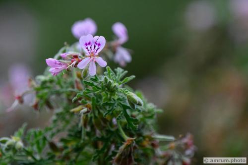 2023 amrum.photo 044