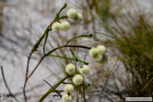 2023 amrum.photo 094